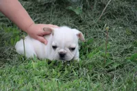 Simbo, a male French Bulldog for sale in Hurdland, MO – 5 of 6