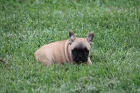 Tobis, a male French Bulldog for sale in Hurdland, MO – 3 of 7