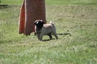 Toby, a male Pug for sale in Hurdland, MO – 2 of 9