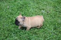 Tobis, a male French Bulldog for sale in Hurdland, MO – 2 of 7