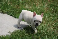 Alice, a female French Bulldog for sale in Hurdland, MO – 8 of 8