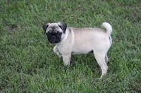 Sue, a female Pug for sale in Hurdland, MO – 3 of 7