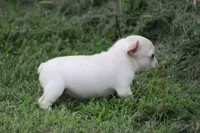 Simbo, a male French Bulldog for sale in Hurdland, MO – 6 of 6