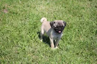 Tonya, a female Pug for sale in Hurdland, MO – 6 of 10