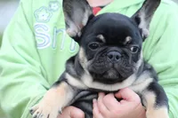 Molly, a female French Bulldog for sale in Hurdland, MO – 7 of 8