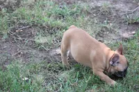 Tobis, a male French Bulldog for sale in Hurdland, MO – 8 of 10