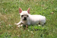 Simbo, a male French Bulldog for sale in Hurdland, MO – 8 of 10