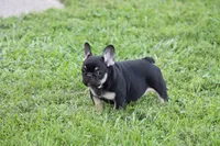 Molly, a female French Bulldog for sale in Hurdland, MO – 2 of 8