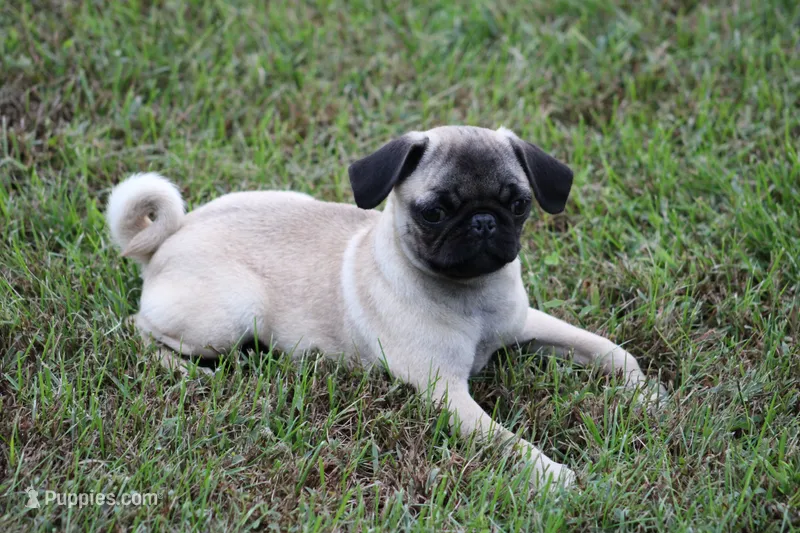 Tonya – Pug puppy for sale in Hurdland, MO