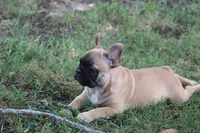 Tobis, a male French Bulldog for sale in Hurdland, MO – 5 of 10