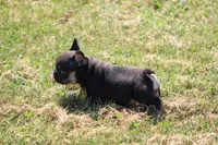 Molly, a female French Bulldog for sale in Hurdland, MO – 2 of 9