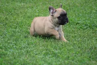 Tobis, a male French Bulldog for sale in Hurdland, MO – 7 of 7