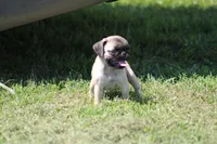 Tonya, a female Pug for sale in Hurdland, MO – 7 of 10