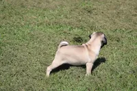 Toby, a male Pug for sale in Hurdland, MO – 7 of 9
