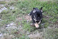 Molly, a female French Bulldog for sale in Hurdland, MO – 5 of 8
