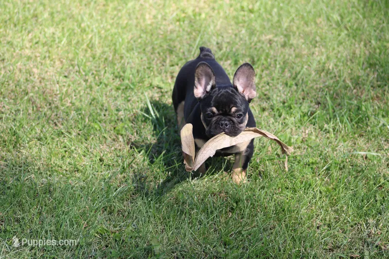 Molly – French Bulldog puppy for sale in Hurdland, MO