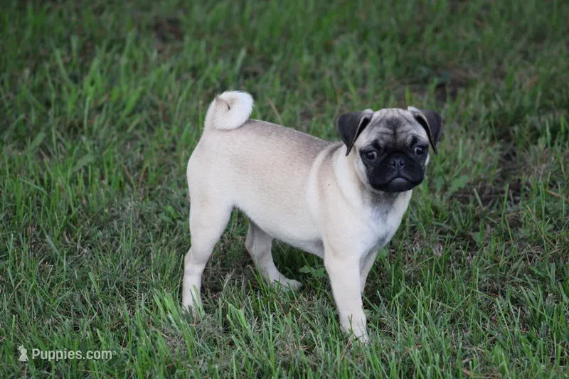 Sue – Pug puppy for sale in Hurdland, MO