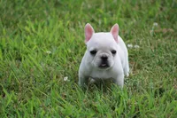 Alice, a female French Bulldog for sale in Hurdland, MO – 5 of 8