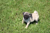 Tonya, a female Pug for sale in Hurdland, MO – 1 of 10