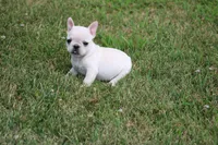 Alice, a female French Bulldog for sale in Hurdland, MO – 4 of 8
