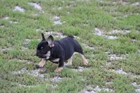 Molly, a female French Bulldog for sale in Hurdland, MO – 4 of 8