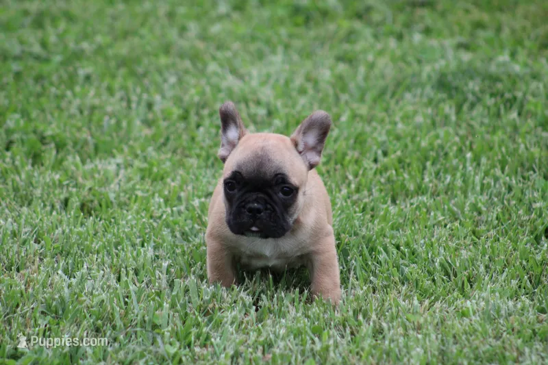 Tobis, a male French Bulldog for sale in Hurdland, MO – 1 of 7