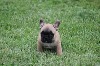 Tobis, a male French Bulldog for sale in Hurdland, MO – 1 of 7