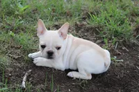 Simbo, a male French Bulldog for sale in Hurdland, MO – 4 of 10