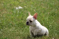 Simbo, a male French Bulldog for sale in Hurdland, MO – 5 of 10