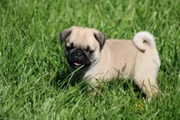 Zack, a male Pug for sale in Hurdland, MO – 2 of 5