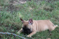 Tobis, a male French Bulldog for sale in Hurdland, MO – 6 of 10