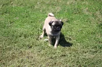 Toby, a male Pug for sale in Hurdland, MO – 9 of 9