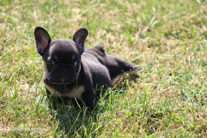 Molly – French Bulldog puppy for sale in Hurdland, MO