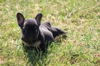 Molly, a female French Bulldog for sale in Hurdland, MO – 1 of 9