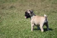 Sue, a female Pug for sale in Hurdland, MO – 8 of 9