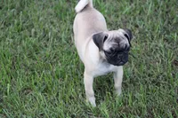 Sue, a female Pug for sale in Hurdland, MO – 7 of 7