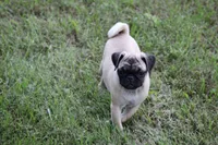 Sue, a female Pug for sale in Hurdland, MO – 2 of 7