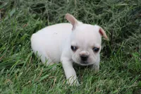 Simbo, a male French Bulldog for sale in Hurdland, MO – 4 of 6