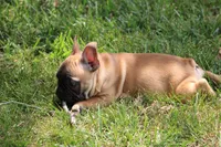 Tobis, a male French Bulldog for sale in Hurdland, MO – 7 of 10