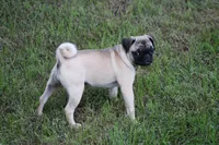 Sue, a female Pug for sale in Hurdland, MO – 6 of 7