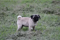 Tonya, a female Pug for sale in Hurdland, MO – 5 of 9