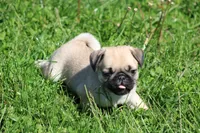 Zack, a male Pug for sale in Hurdland, MO – 5 of 5