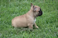 Tobis, a male French Bulldog for sale in Hurdland, MO – 6 of 7