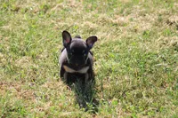 Molly, a female French Bulldog for sale in Hurdland, MO – 3 of 9