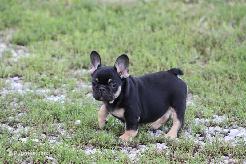 Molly – French Bulldog puppy for sale in Hurdland, MO