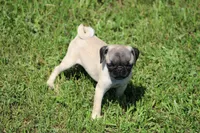 Tonya, a female Pug for sale in Hurdland, MO – 2 of 10
