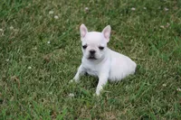 Alice, a female French Bulldog for sale in Hurdland, MO – 6 of 8