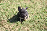 Molly, a female French Bulldog for sale in Hurdland, MO – 6 of 9
