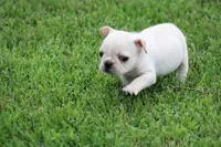 Simbo, a male French Bulldog for sale in Hurdland, MO – 3 of 6