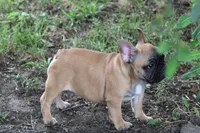 Tobis, a male French Bulldog for sale in Hurdland, MO – 3 of 10